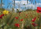 scene-de-printemps-avec-fleurs-et-papillon