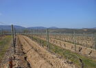 La vigne en fin d'hiver