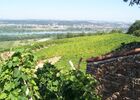 Les vignes à Cuminaille (Chavanay)