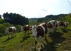 imgpreview-name-mising