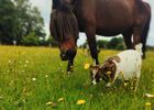 Cheval et chèvre