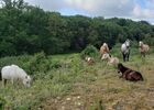 nuits-des-forets_balade_equestre_chevauxdebroceliande_trehorenteuc