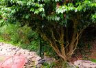 le jardin