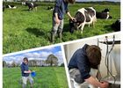 Champ avec vaches