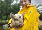 Le cochon