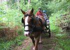 Attelage au goût sauvage_Paimpont_chemins forestiers