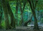 Broceliande-foretdelegendes_nuitsdesforets_Trehorenteuc