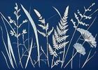 Cyanotype