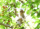 Singe