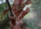 NuitFéériqueEnForet_Mohon_DestinationBrocéliande