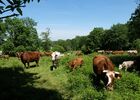 Vaches