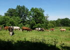 Vaches