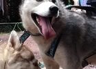 Ferme Nordique_Paimpont_chiens_2