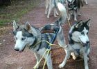 Ferme Nordique_Paimpont_chiens_3