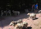 Ferme Nordique_Paimpont_chiens_5