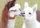 Foire aux animaux