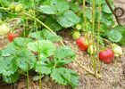 Fraises au jardin