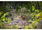 Site naturel-Landes de Monteneuf-Brocéliande-Bretagne