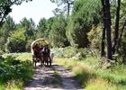 balade_caleche_01