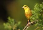 bruant-jaune-oisaeau-tourbiere