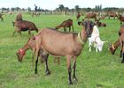 Les chèvres de la ferme de choupette