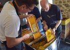 Extraction du miel, Apiculteurs Ille-et-Vilaine