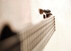 Musique traditionnelle irlandaise et folk
