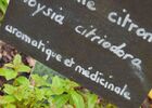 verveine citronnée