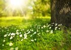 spring-276014_1920