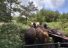 Calèche_de_Brocéliande_balade_contes_Tréhorenteuc_DestinationBrocéliande
