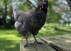 imgpreview-name-mising
