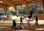 Chevaux_de_Brocéliande_centre_équestre_Tréhorenteuc