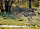 Domaine de Careil - Octobre 2019 - marie Houssin - Office de Tourisme Montfort Com (25)-2