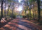 Foret Montauban (4)