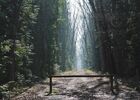 Forêt