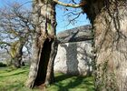 Chênes creux de la Chapelle de Kerméant - Néant sur Yvel