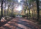 Foret de Montauban de Bretagne