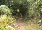 Forêt et landiers