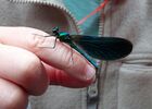 Insectarium de Lizio - Morbihan - Bretagne
