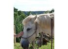 les-chevaux-du-vent-la-claie-des-landes