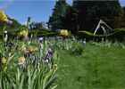 Panorama_iris2