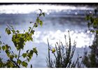 Site naturel-Landes de Monteneuf-Brocéliande-Bretagne