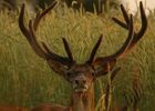 imgpreview-name-mising