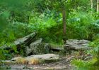 Tombeau du Géant - Campénéac - Brocéliande - Bretagne
