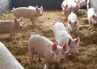 biocoop-guer-seve-gaec-labbe-produit-local-eleveur-3