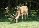 cerfs1