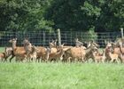 cerfs3