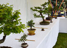 expo-bbonsaiclub-2021-8