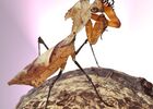 insectarium
