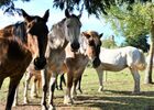 les-chevaux-du-vent-la-claie-des-landes